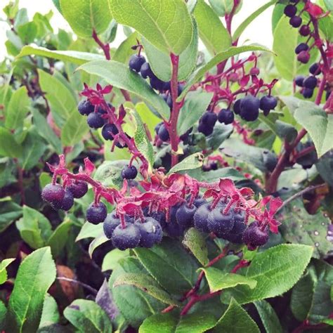 Foraging for Salal Berries