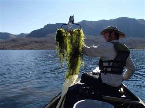 Indicators: Macrophytes | National Aquatic Resource Surveys | US EPA