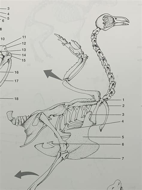 Pigeon Skeleton Diagram | Quizlet