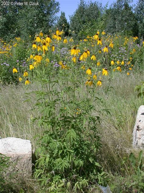 Yellow Coneflower - Plant It Wild! | Native Michigan Plants