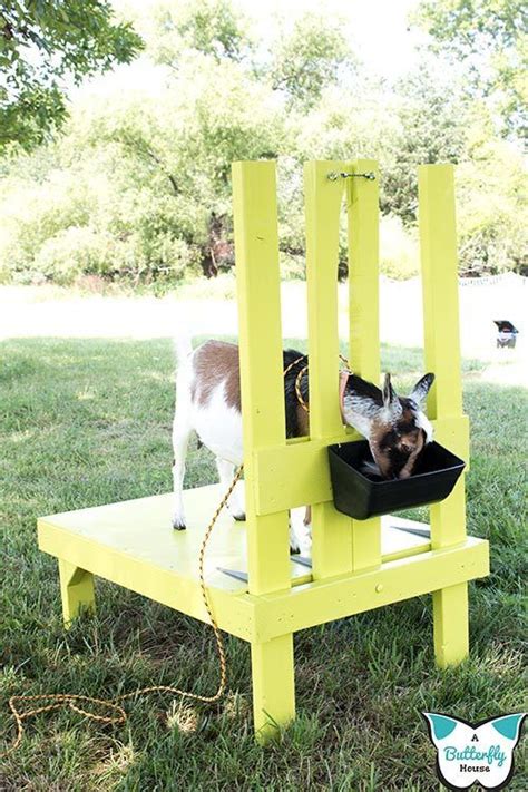 DIY Goat Milking Stand (With Printable Plans!) - A Butterfly House