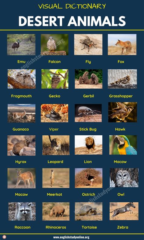 Desert animals list of 60 animals that live in the desert with examples ...