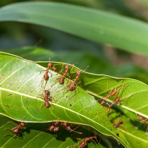 Ants in your plants? – Orange County Register