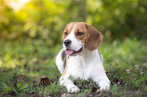 Pocket Beagle Breed Facts: Everything You Need To Know