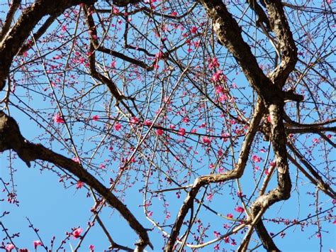 Blossom Plum Tree Free Stock Photo - Public Domain Pictures