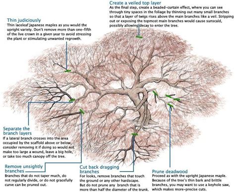 Learn to Prune Japanese Maples - Modern Design | Pruning japanese ...