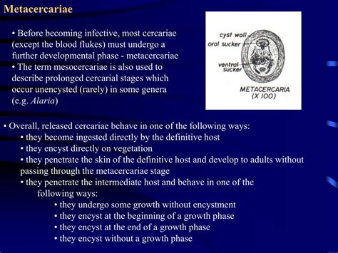 PPT - Chapter 15 - Trematoda: Classification and Form and Function of Digeneans PowerPoint ...