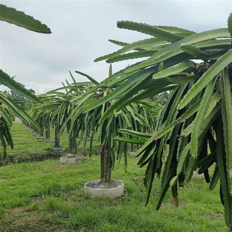 Dragon Fruit tree Training and Pruning - Wikifarmer