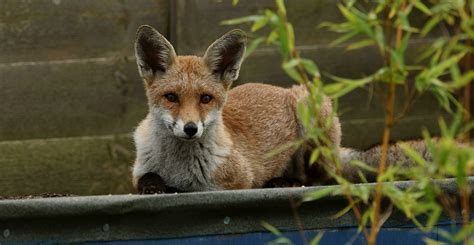 The secret life of urban foxes | Natural History Museum