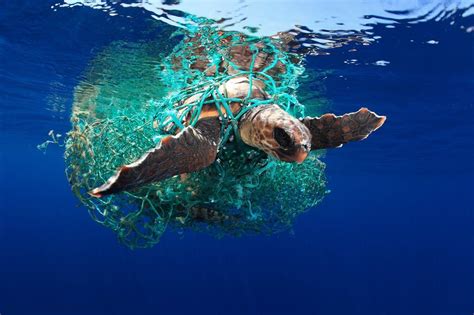 Tortuga Caretta caretta atrapada en plástico. Foto de Eduardo Acevedo - Café de Media Tarde