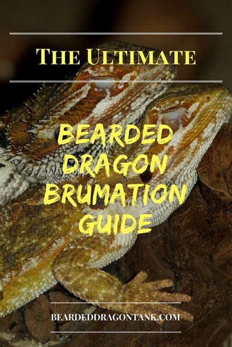 The Ultimate Bearded Dragon Brumation Guide | Bearded Dragon Tank