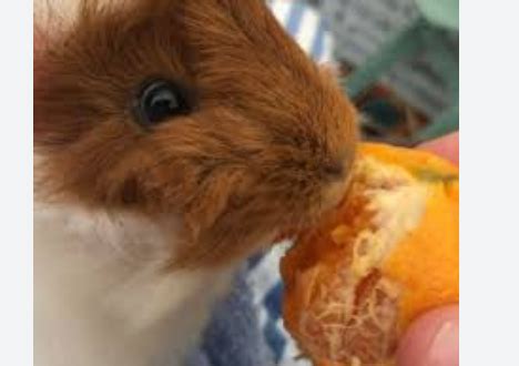 Can Guinea Pigs Eat Orange Peels? Benefits & Risks - Everything Pets