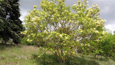 Fraxinus ornus: Systematics, Etymology, Habitat, Cultivation ...