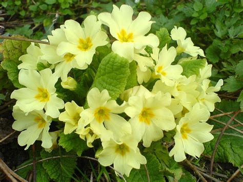 Primula - Simple English Wikipedia, the free encyclopedia