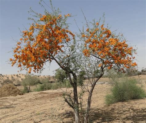 Rohida रोहिड़ा - State Flower of Rajasthan ~ Rajasthan GK | Current ...