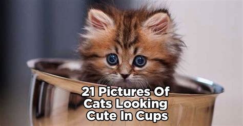 21 Pictures of Cats Looking Cute in Cups