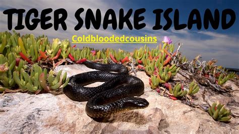 Tiger Snake Island - SNAKES EVERYWHERE! - YouTube