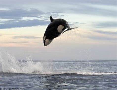 Summary - Killer whale communication