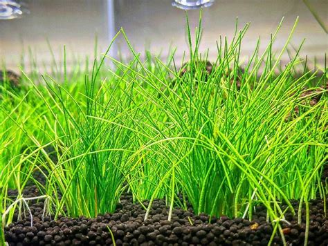 15 Low Tech Carpet Plants For Aquariums | Houseplant Alley