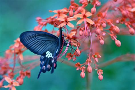 Download Flower Blossom Animal Butterfly HD Wallpaper