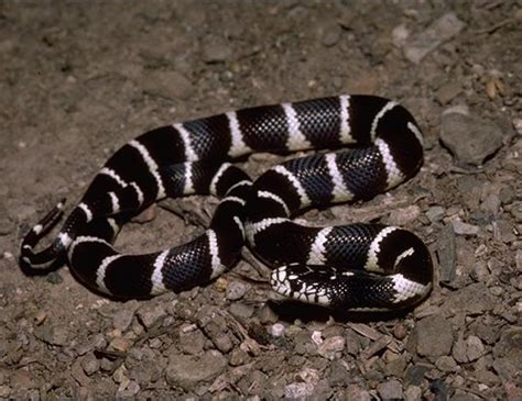 California Kingsnake Facts and Pictures