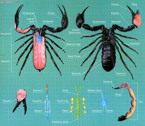 Emperor Scorpion Anatomy