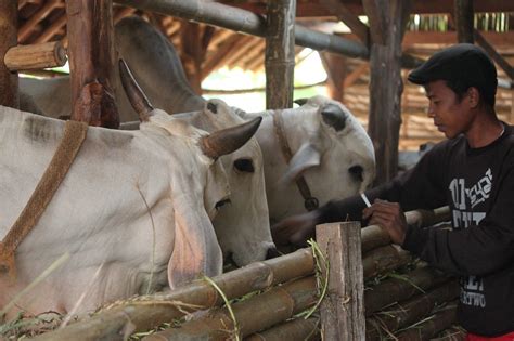 7 Keuntungan Inseminasi Buatan pada Ternak Sapi | Pak Tani Digital
