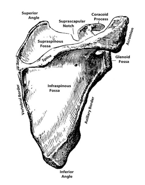 Anatomy of the Scapula - Owlcation