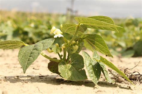 A Kidney Bean Plant Closeup in the Fields Stock Photo - Image of rows, little: 156242010