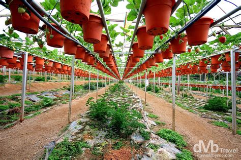 Big Red Strawberry Farm, Cameron Highlands, Malaysia | Worldwide Destination Photography & Insights