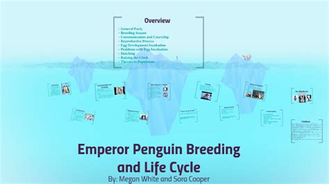 Emperor Penguin Breeding and Life Cycle by Megan White