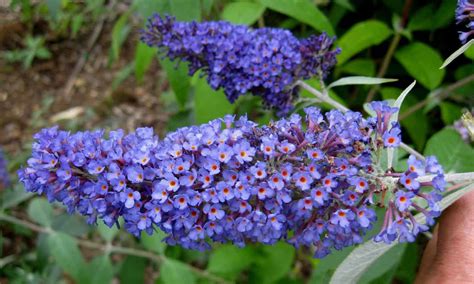 Dwarf Butterfly Bush Plant Care | Plantly