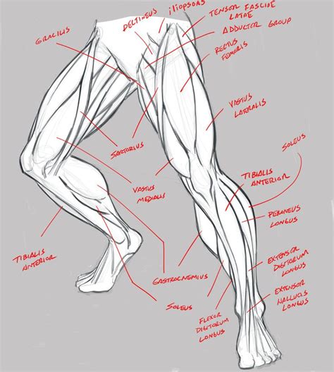 Leg Anatomy Study - Terminology by robertmarzullo on DeviantArt | Human ...