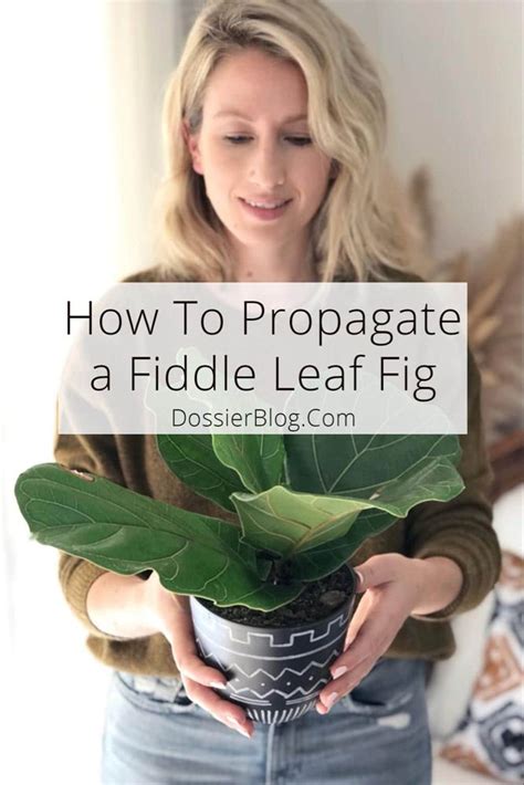 How to Propagate a Fiddle Leaf Fig: Three Simple Ways | Fiddle leaf fig, Fiddle leaf fig tree ...