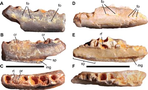 Isolated ornithopod dentaries from the Griman Creek Formation. Right... | Download Scientific ...