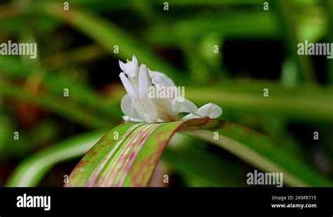 Orchid Mantis, Hymenopus coronatus, Thailand; zoom out revealing a ...