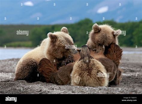 Kamchatka brown Bear (Ursus arctos beringianus) bear nursing her cubs on the bank, Kamchatka ...