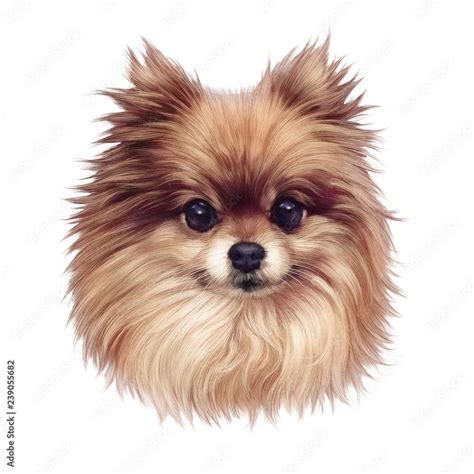 Pomeranian dog. Illustration of handsome puppy isolated on white ...