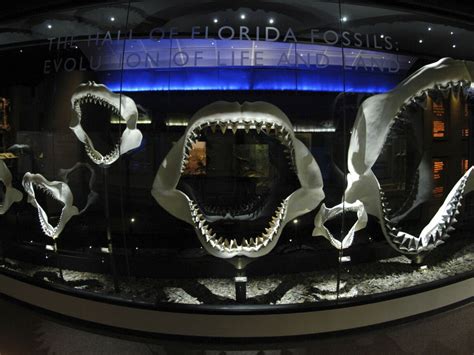 Florida Fossils | Wall Street International Magazine