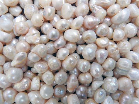 Freshwater Pearl Harvesting: A Skillful Process - TPS Blog