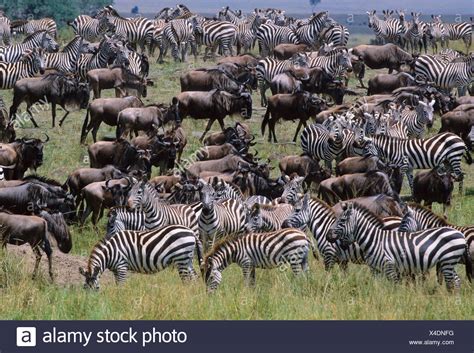 Gazelle Migration Stock Photos & Gazelle Migration Stock Images - Alamy