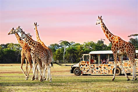 Sunset Safari at Werribee Open Range Zoo - MELBOURNE GIRL