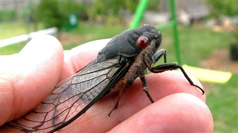 Cicada Saved From Bird Attack - YouTube