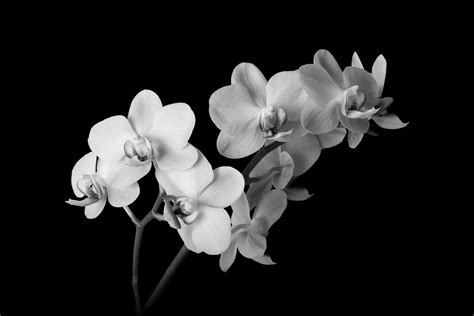 #photography #orchids #blackandwhite #b #botanical | Beautiful, Çiçek