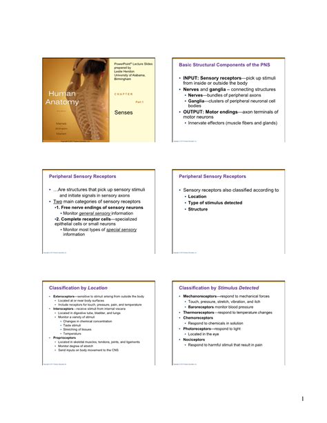 Senses • OUTPUT: Motor Endings—Axon Terminals of Motor Neurons • Innervate Effectors (Muscle ...