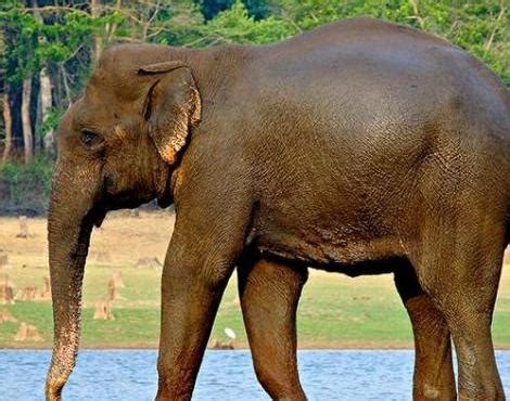 Indian Elephant | Animal Wildlife