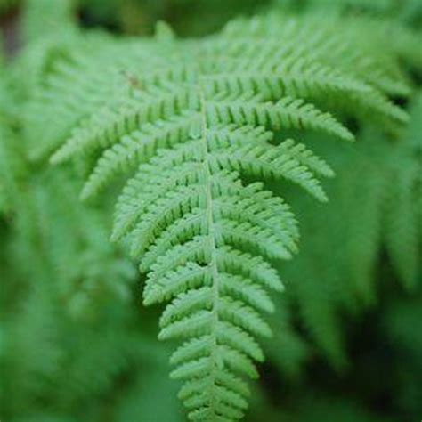 Hay Scented Fern | Plant Addicts