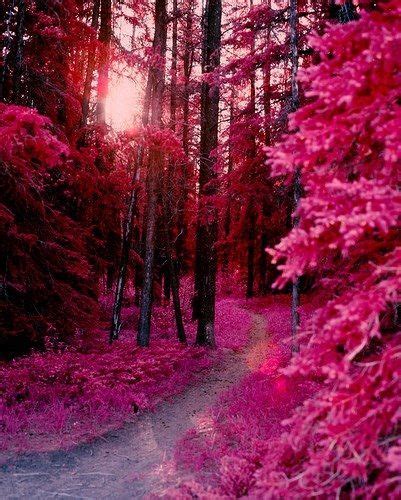 Pink Forest Ireland