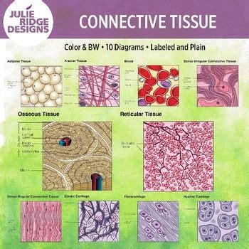 Areolar Connective Tissue Diagram