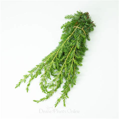 Shore Juniper - Foliage – Divine Plants Online Shop